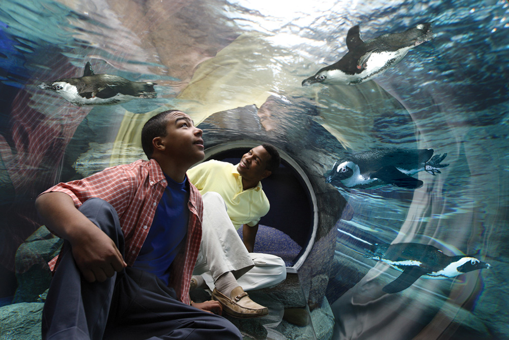 Ripley's Penguin Playhouse (Slider Image 1) | Gatlinburg Attractions