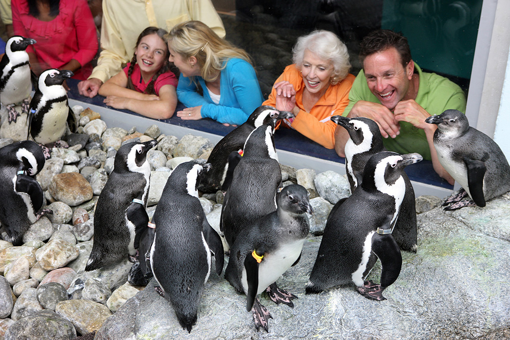 Ripley's Penguin Playhouse (Slider Image 2) | Gatlinburg Attractions