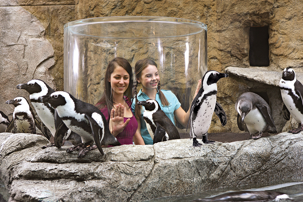 Ripley's Penguin Playhouse (Slider Image 3) | Gatlinburg Attractions