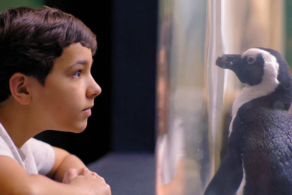 Ripley's Penguin Playhouse (Slider Image 4) | Gatlinburg Attractions