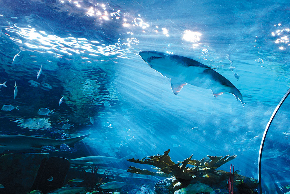 Ripley's Aquarium of the Smokies (Slider Image 1) | Gatlinburg Attractions