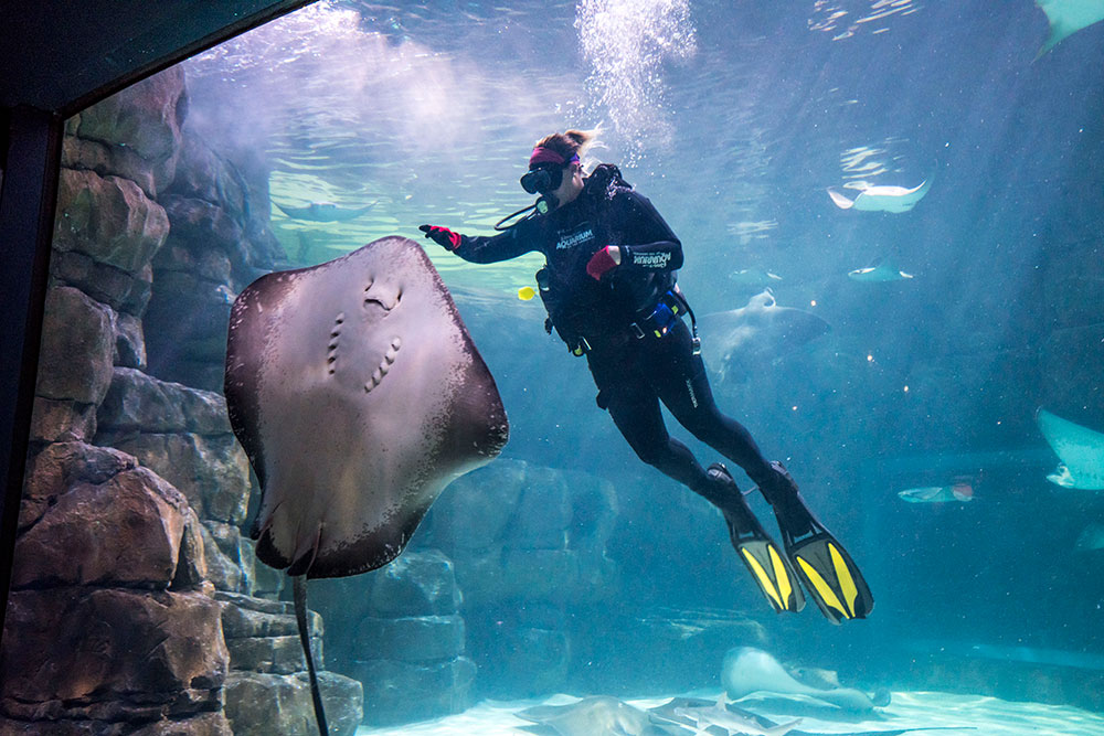 Ripley's Aquarium of the Smokies (Slider Image 4) | Gatlinburg Attractions